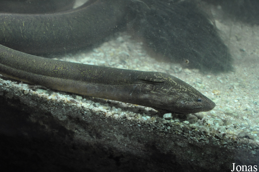 Monopterus albus