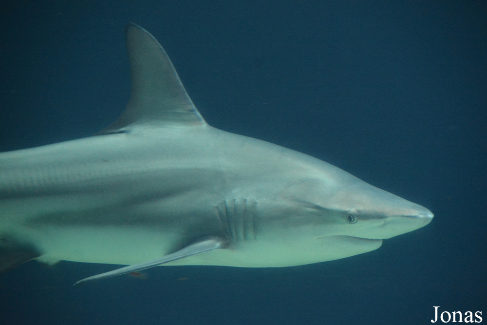Carcharhinus limbatus
