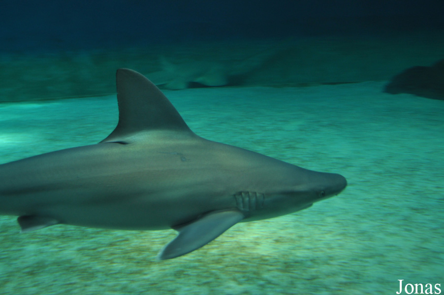 Carcharhinus plumbeus