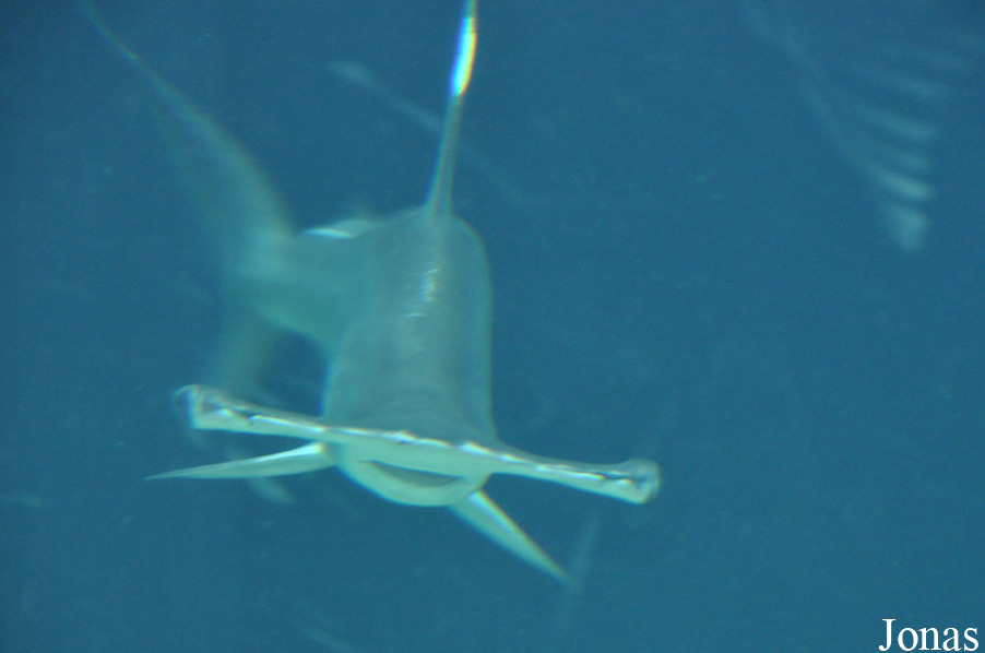 Sphyrna lewini