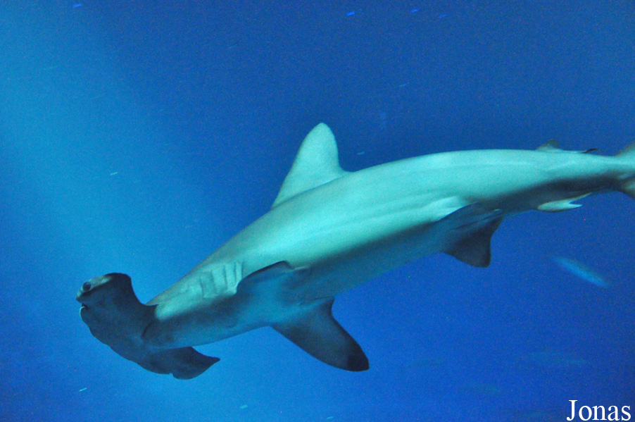 Sphyrna lewini