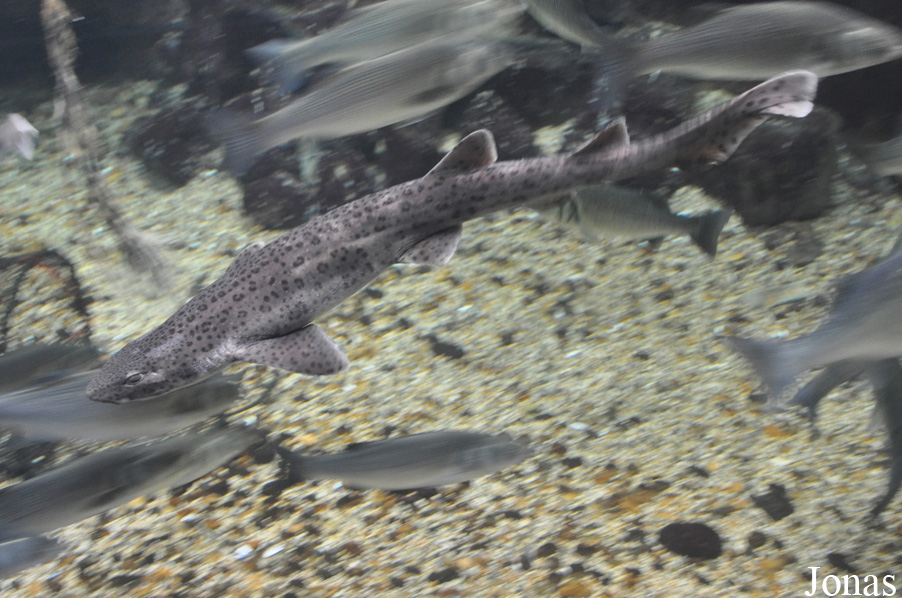 Mustelus asterias