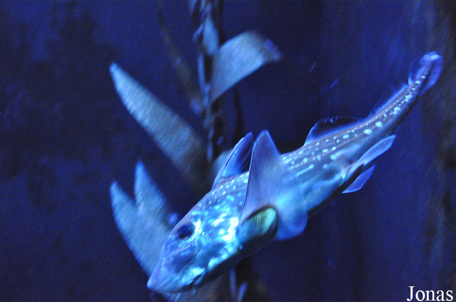 Hydrolagus colliei