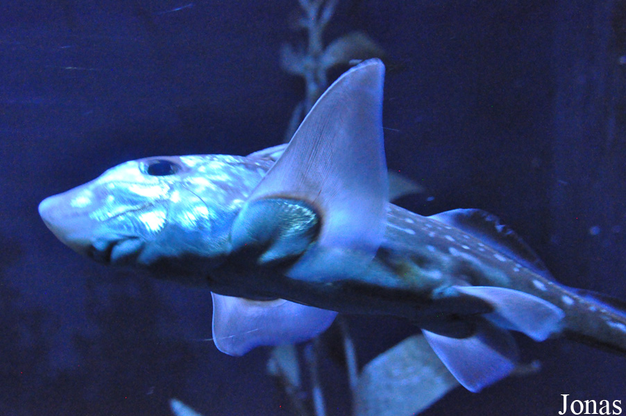 Hydrolagus colliei