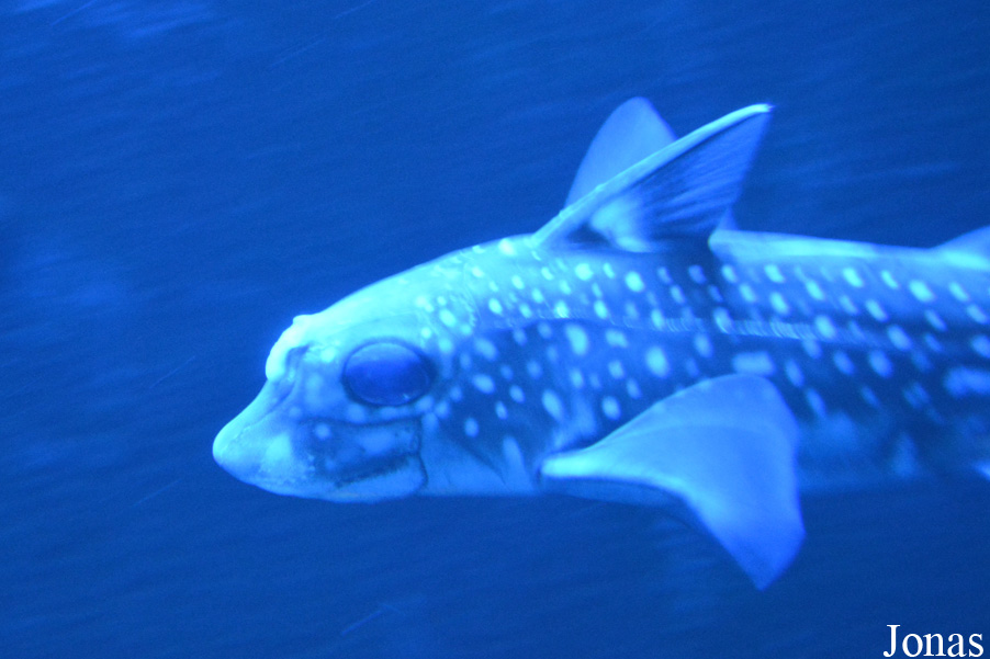 Hydrolagus colliei