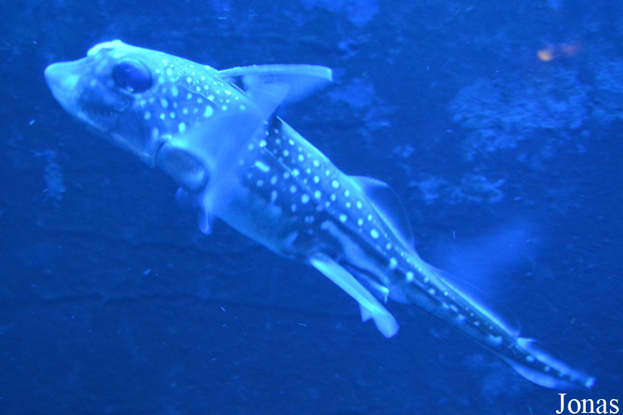 Hydrolagus colliei