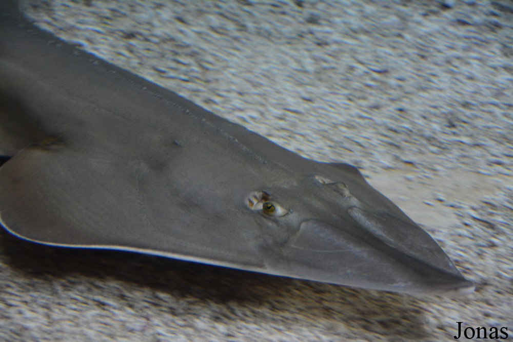 Glaucostegus cemiculus