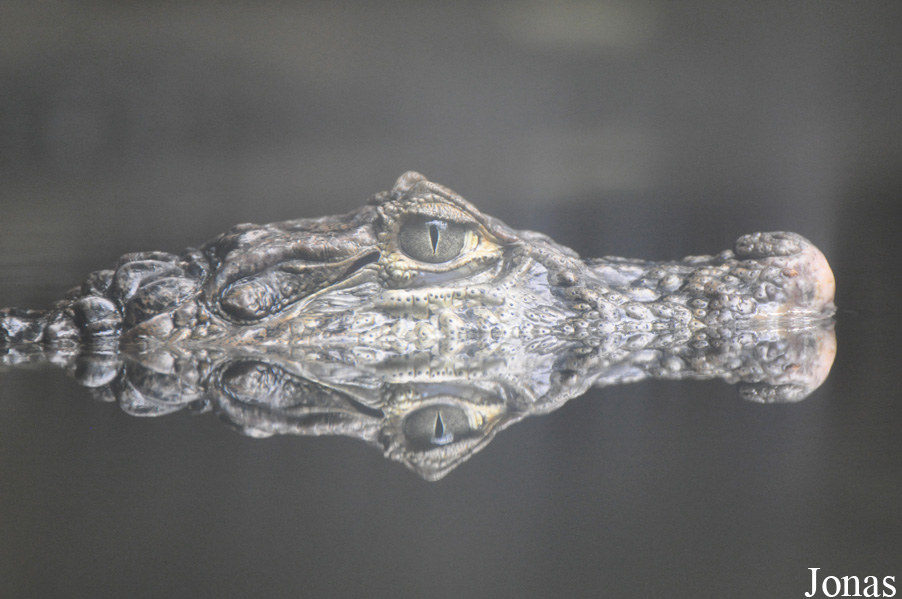 Caiman latirostris