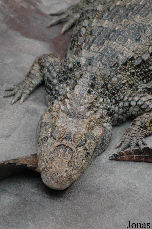 Caiman latirostris