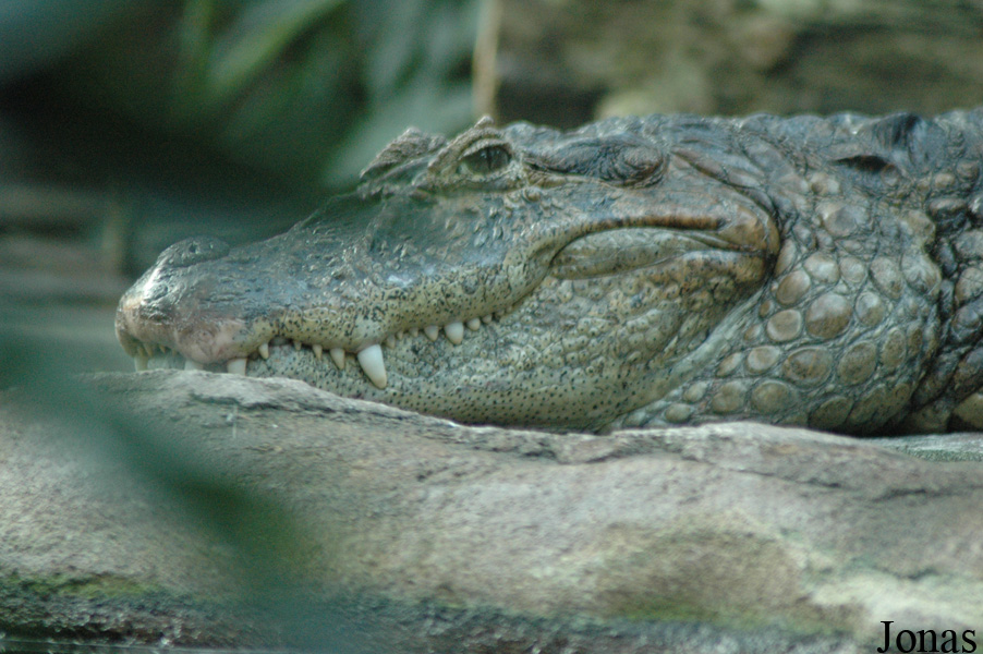 Caiman latirostris