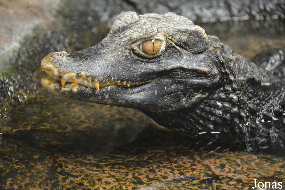 Paleosuchus palpebrosus