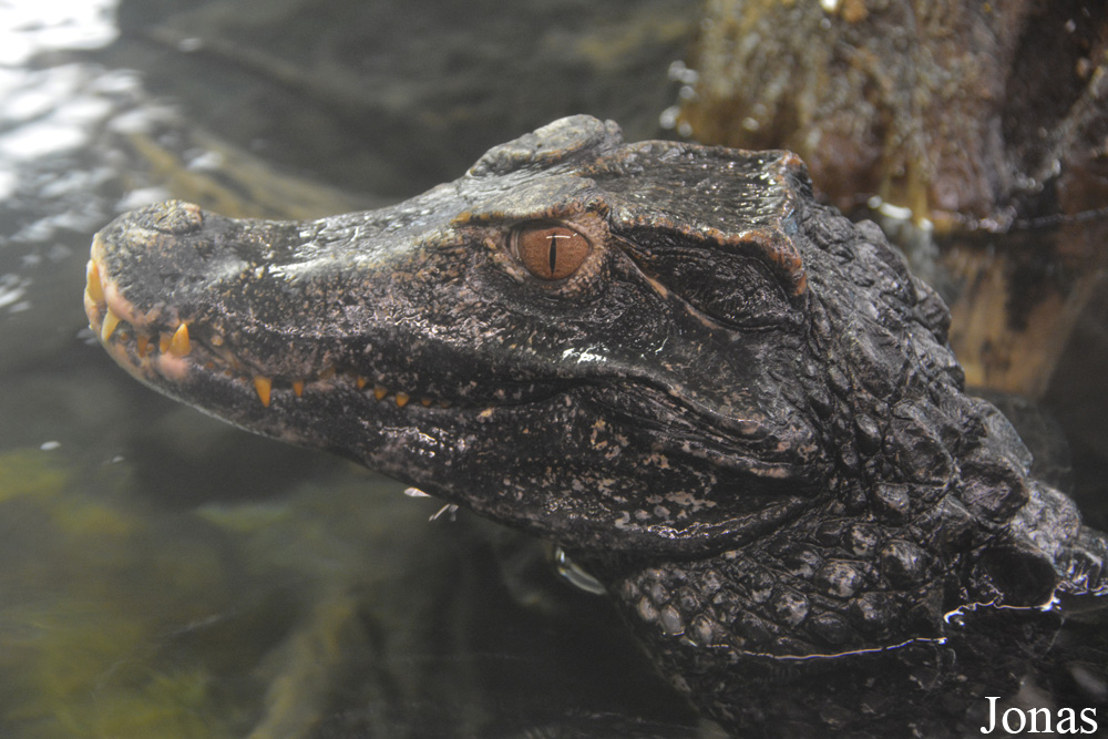 Paleosuchus palpebrosus