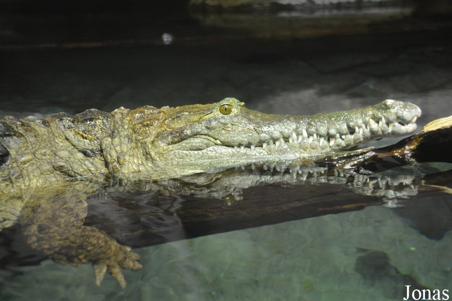 Crocodylus johnsoni