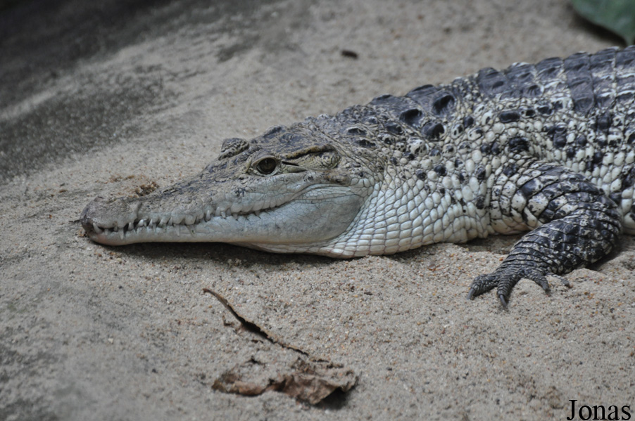 Crocodylus novaeguineae