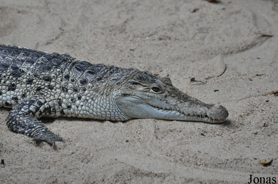 Crocodylus novaeguineae
