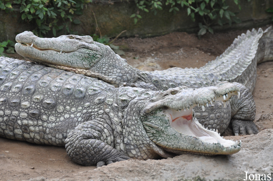 Crocodylus palustris