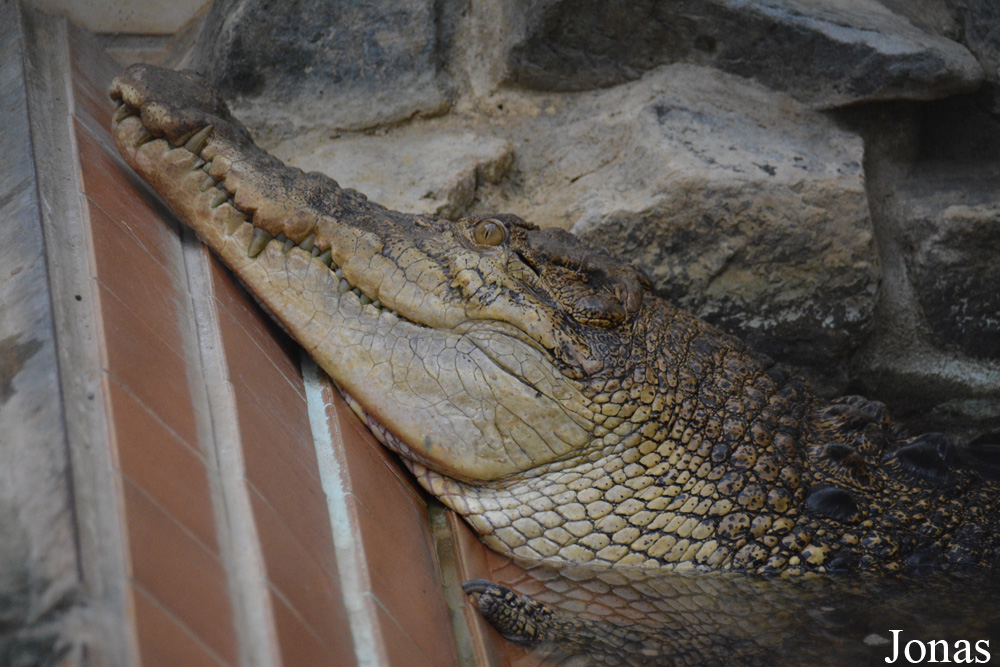 Crocodylus porosus