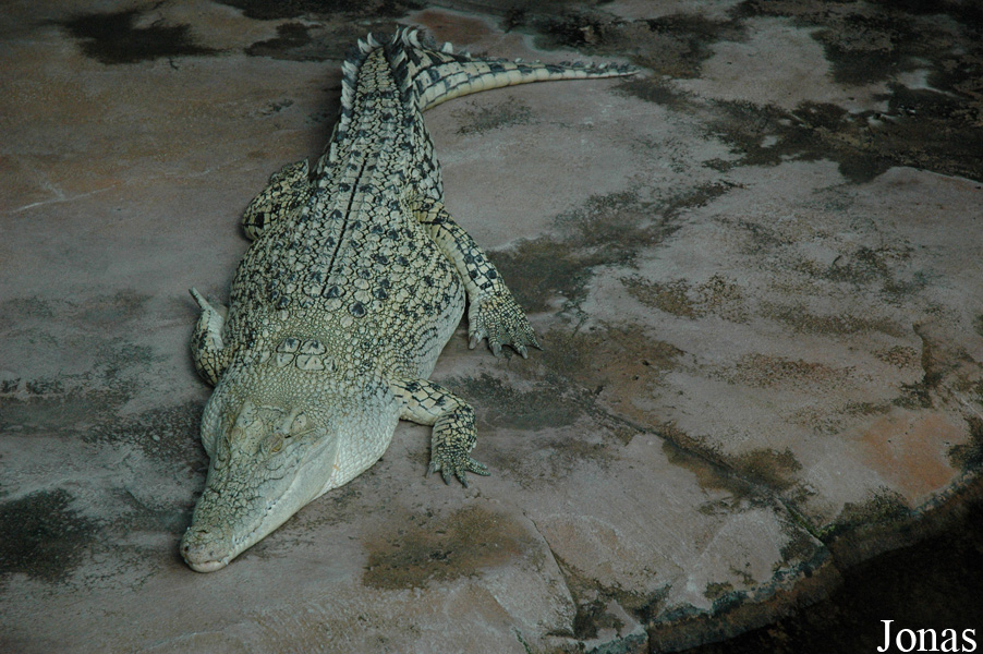 Crocodylus porosus