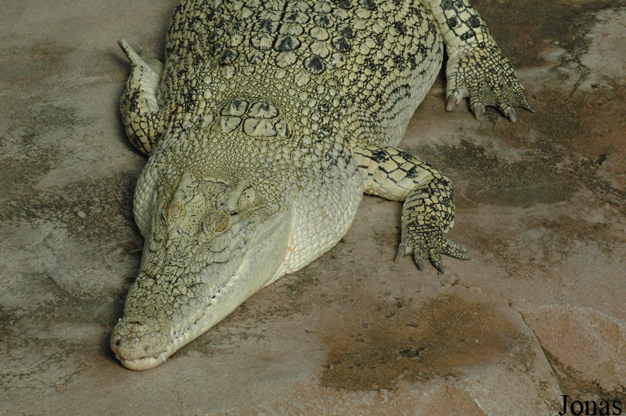Crocodylus porosus