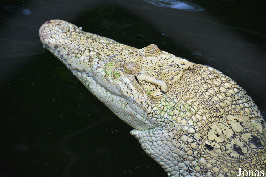 Crocodylus porosus