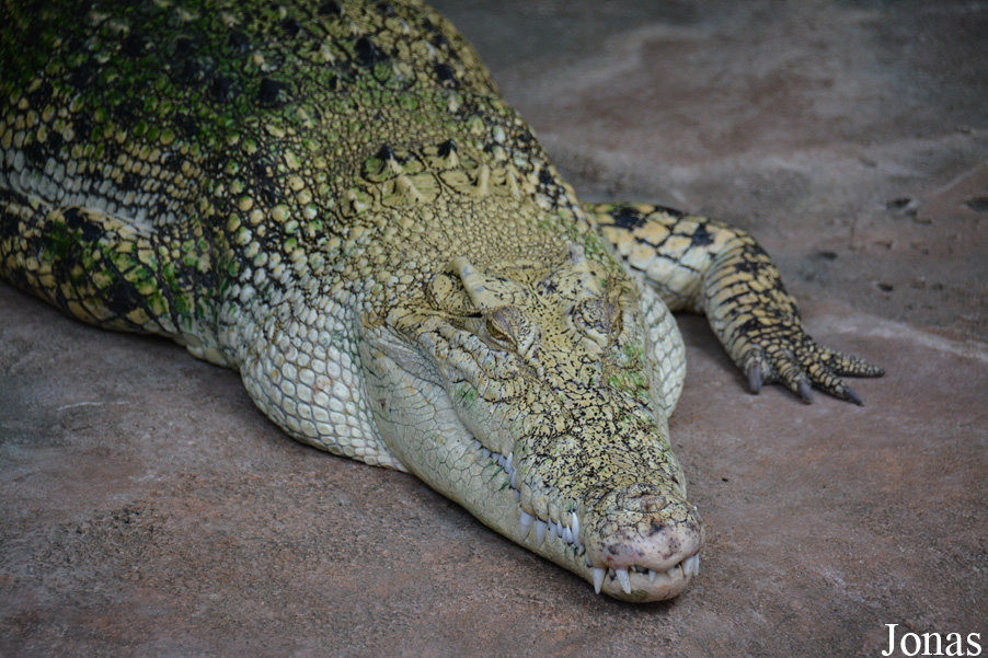 Crocodylus porosus