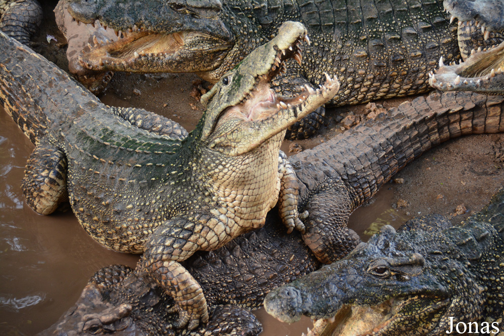 Crocodylus rhombifer
