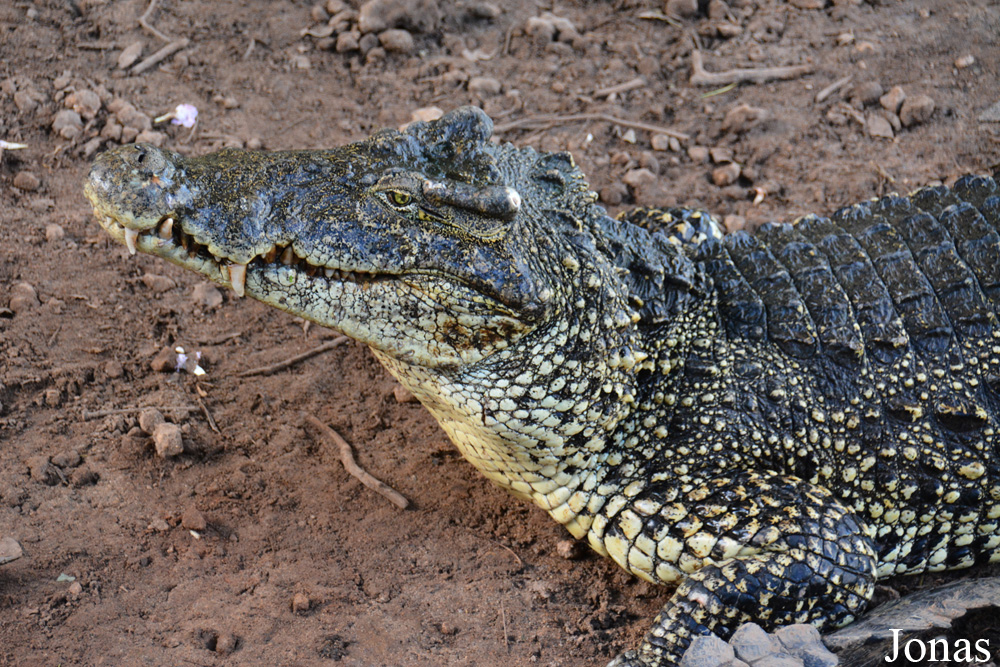 Crocodylus rhombifer