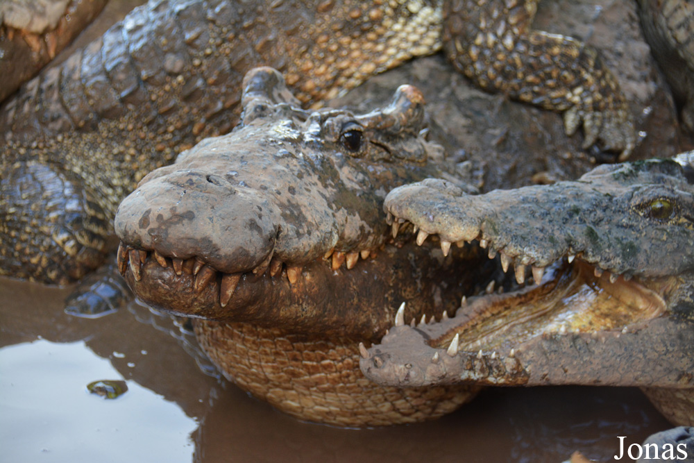 Crocodylus rhombifer