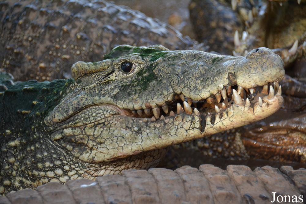Crocodylus rhombifer