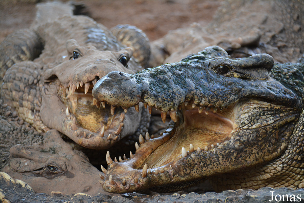 Crocodylus rhombifer