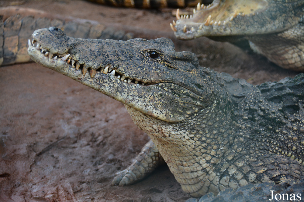 Crocodylus rhombifer