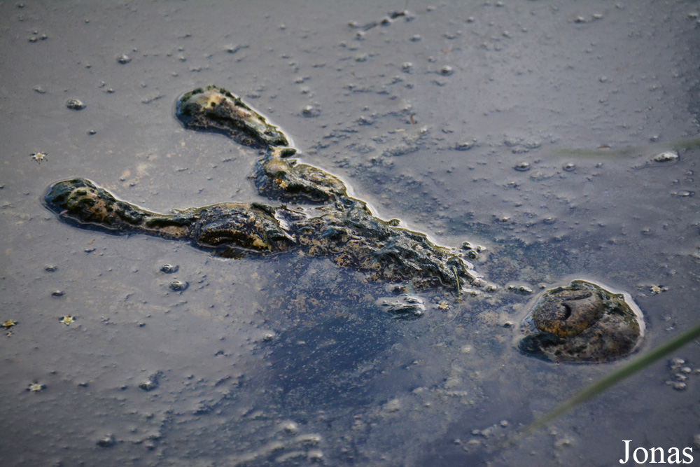 Crocodylus rhombifer