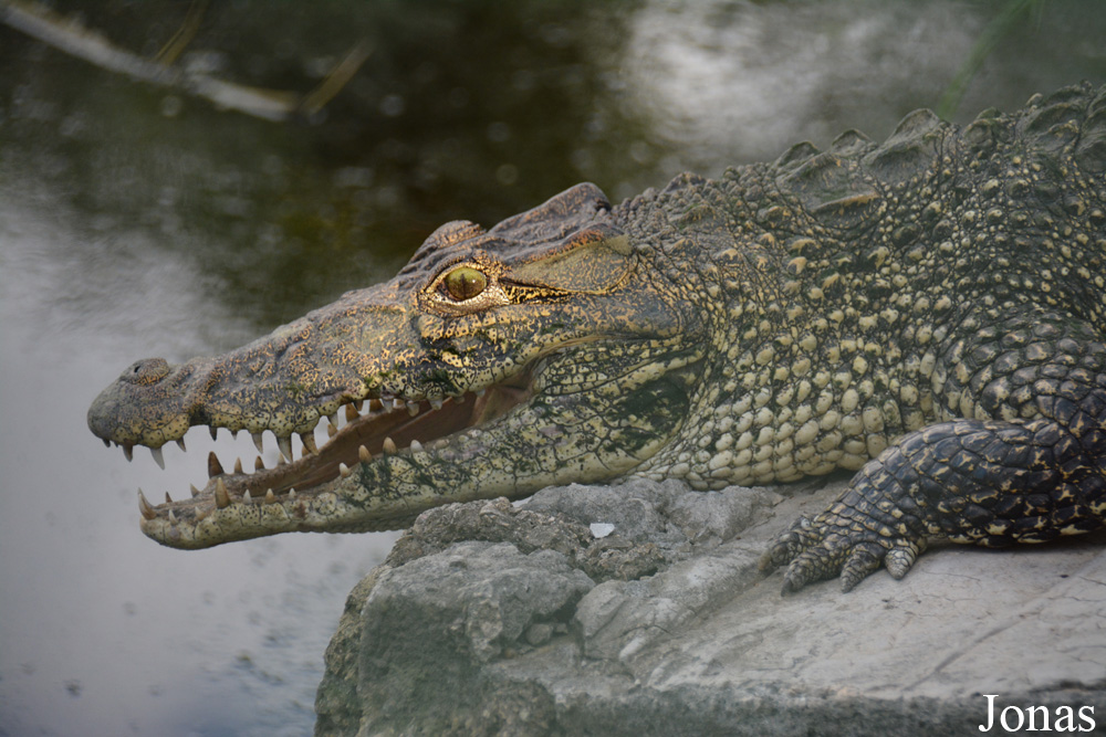 Crocodylus rhombifer