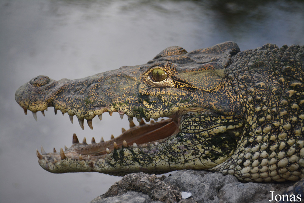 Crocodylus rhombifer