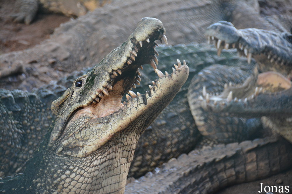 Crocodylus rhombifer