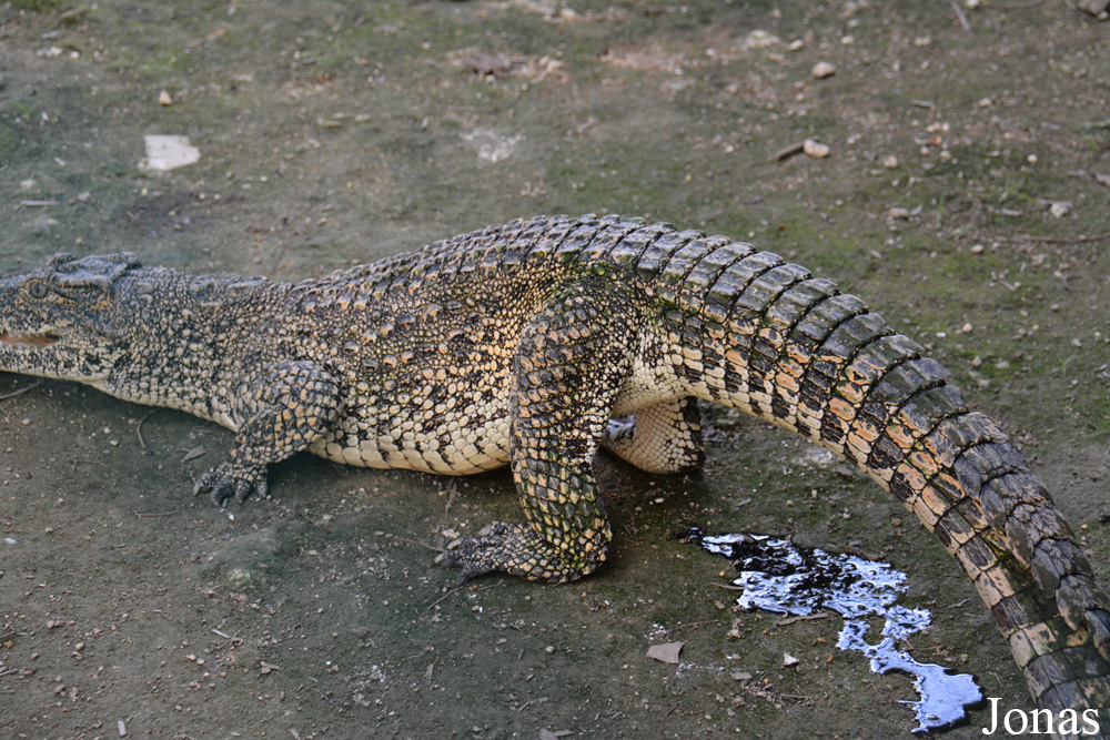 Crocodylus rhombifer