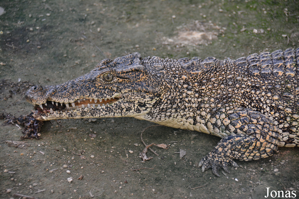 Crocodylus rhombifer