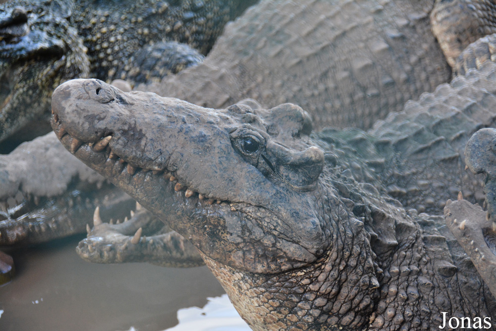 Crocodylus rhombifer