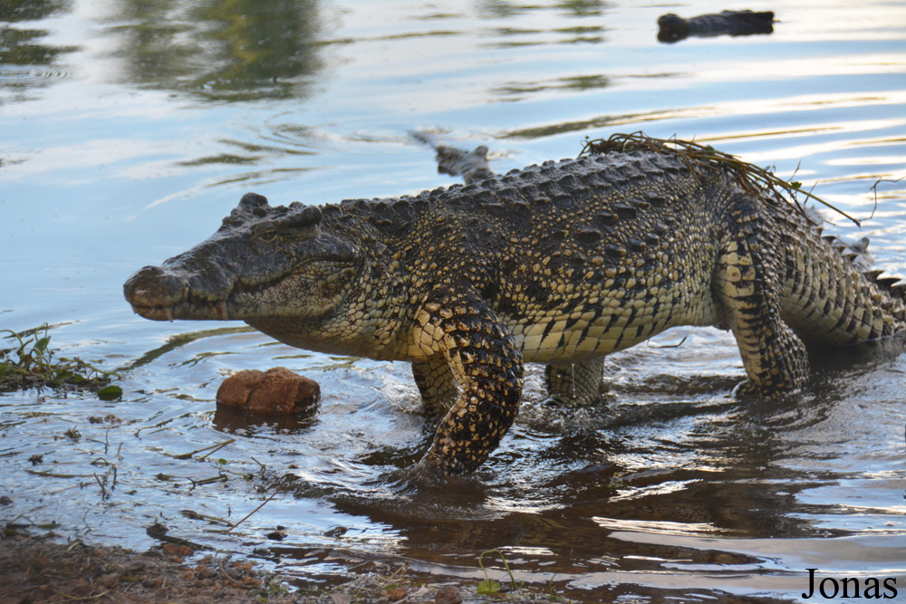 Crocodylus rhombifer