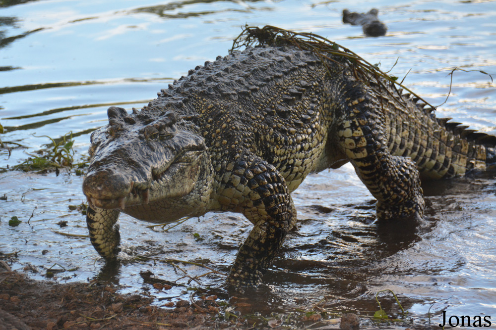 Crocodylus rhombifer