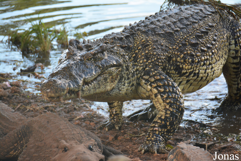 Crocodylus rhombifer