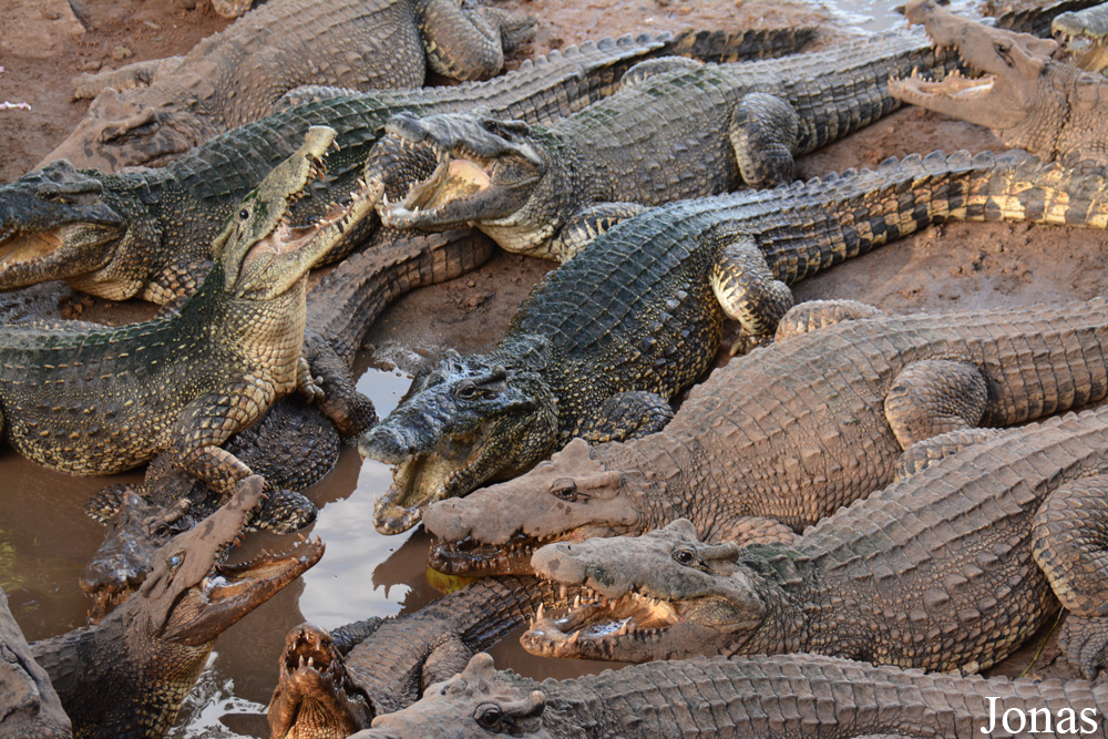 Crocodylus rhombifer