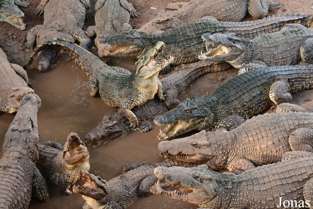 Crocodylus rhombifer