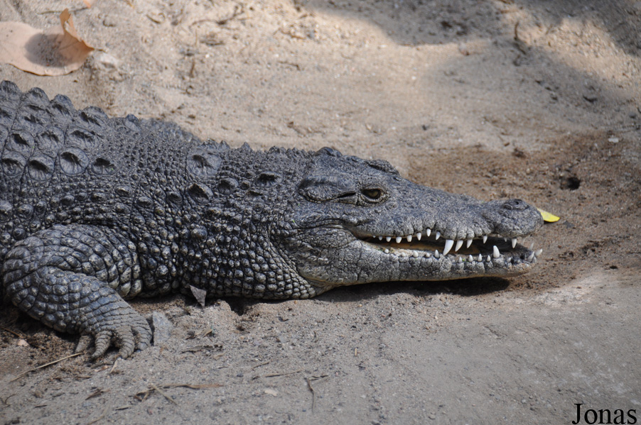 Crocodylus rhombifer