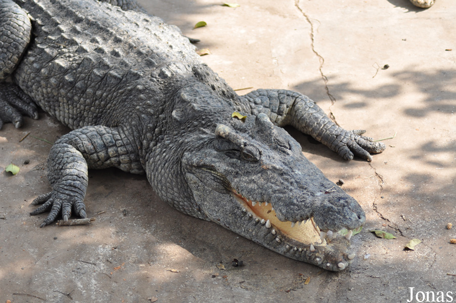 Crocodylus siamensis