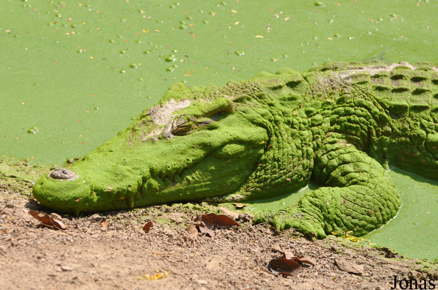 Crocodylus siamensis