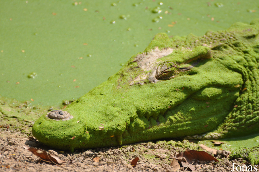Crocodylus siamensis