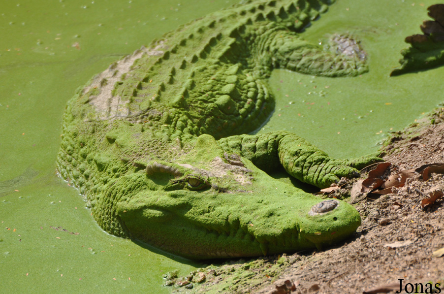 Crocodylus siamensis