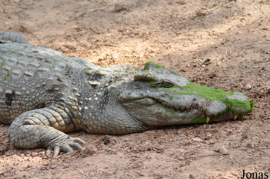Crocodylus siamensis