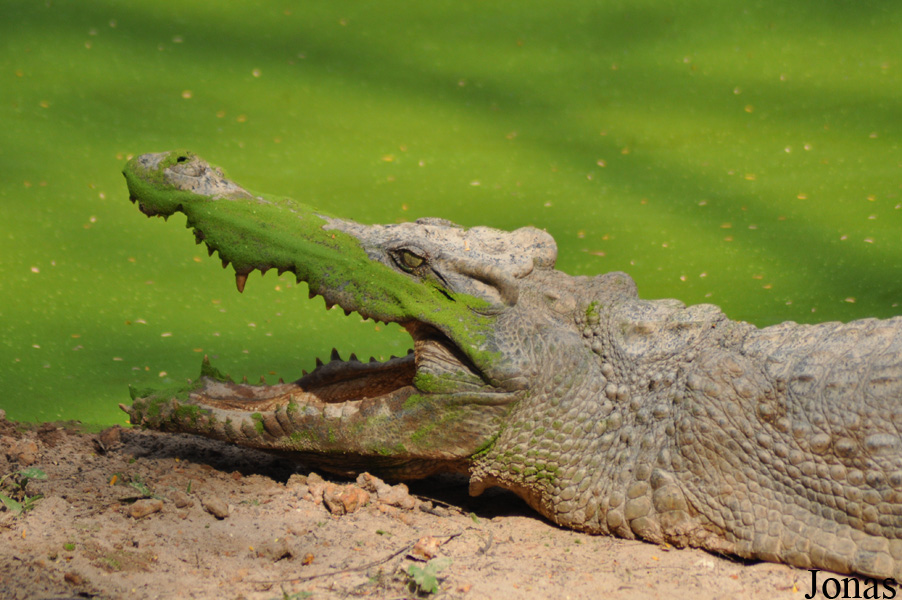Crocodylus siamensis
